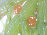Chara-vulgaris-longibracteata-05-10-2011-0058