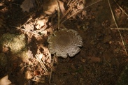 Agaricus-sylvaticus-02-08-2011-3984