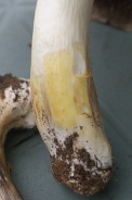 Agaricus-xanthoderma-27-07-2011-3717