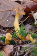 Cantharellus-lutescens-25-11-2009-5505