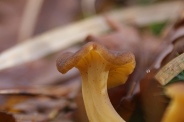Cantharellus-lutescens-25-11-2009-5506