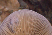 Cortinarius-caerulescens-25-09-2013-8943