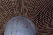 Cortinarius-caerulescens-25-09-2013-8945