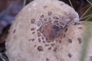 Lepiota-brunneoincarnata-10-12-2009-5756