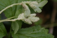 Puccinia-albescens-18-04-2012-6048
