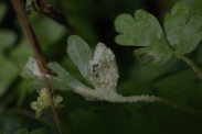 Puccinia-albescens-18-04-2012-6050