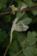 Puccinia-albescens-18-04-2012-6051