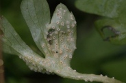 Puccinia-albescens-18-04-2012-6052