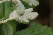 Puccinia-albescens-18-04-2012-6053