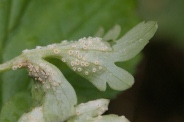 Puccinia-albescens-18-04-2012-6054