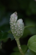 Puccinia-albescens-18-04-2012-6055