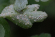 Puccinia-albescens-18-04-2012-6058