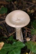Clitocybe-geotropa-13-10-2010-5960