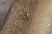 Araneus-diadematus-07-09-2011-4949