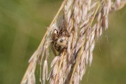 Larinioides-cornutus-24-06-2010-0422