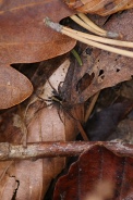 Pardosa-lugubris-13-10-2009-5071