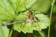 Dolomedes-fimbriatus-17-07-2011-2580