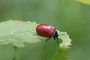 Chrysomela-populi-24-07-2011-3289