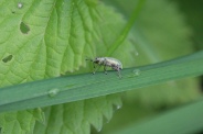 Phyllobius-pomaceus-07-06-2009-4480