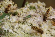 Oedemera-nobilis-23-07-2009-1236