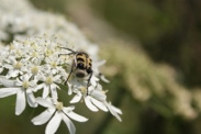 Trichius-fasciatus-24-06-2009-5794