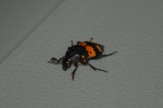 Nicrophorus-vespilloides-01-08-2010-3417