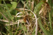 Bombylius-major-13-04-2010-6905