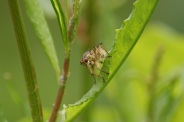 Scatophaga-stercoraria-19-06-2010-0247