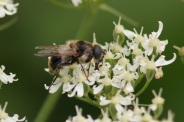 Cheilosia-illustrata-30-08-2013-8306