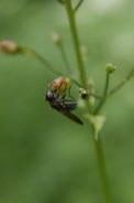 Cheilosia-variabilis-28-05-2009-2797