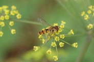 Episyrphus-balteatus-23-07-2009-0911