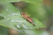 Episyrphus-balteatus-25-06-2016-1703