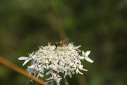 Eupeodes-latifasciatus-07-08-2009-2087