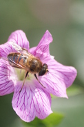 Helophilus-pendulus-01-08-2014-0670