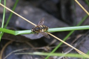 Helophilus-pendulus-08-07-2013-7303