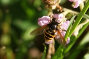 Sericomyia-silentis-16-07-2009-0324