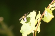 Volucella-bombylans-02-06-2011-9533