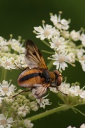Ectophasia-crassipennis-30-08-2013-8274