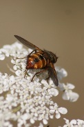 Tachina-fera-15-07-2011-2308