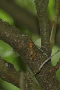 Tipula-bullata-15-05-2011-7935