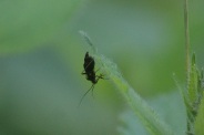 Grypocoris-sexguttatus-03-06-2011-9619