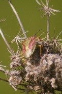 Carpocoris-mediterraneus-01-06-2011-9002