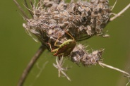 Carpocoris-mediterraneus-01-06-2011-9014