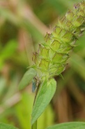 Cicadella-viridis-05-07-2009-8335