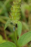 Cicadella-viridis-05-07-2009-8341