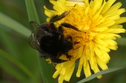 Bombus-lapidarius-13-04-2010-6887