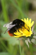 Bombus-lapidarius-13-04-2010-6889