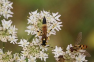 Amblyteles-armatorius-23-07-2009-1169