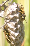 Polistes-biglumis-01-06-2011-8971