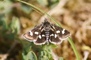 Eurrhypis-pollinalis-03-06-2010-8807